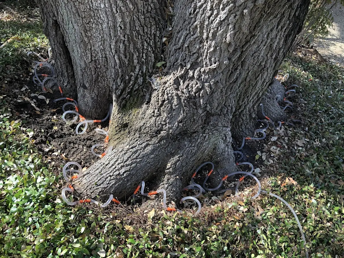 Detailed Tree Cabling and Bracing job site in Bluefield