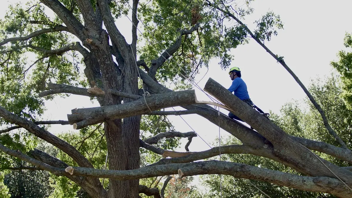 Professional Crown Thinning performed by certified arborists in Bluefield