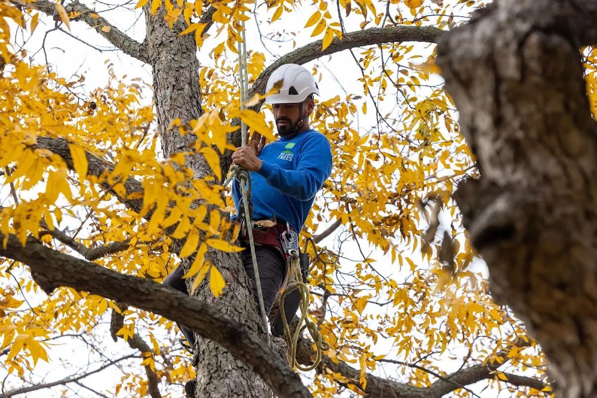 Skilled Tree Trimming crew working in Bluefield